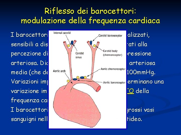 Riflesso dei barocettori: modulazione della frequenza cardiaca I barocettori sono terminali nervosi specializzati, sensibili