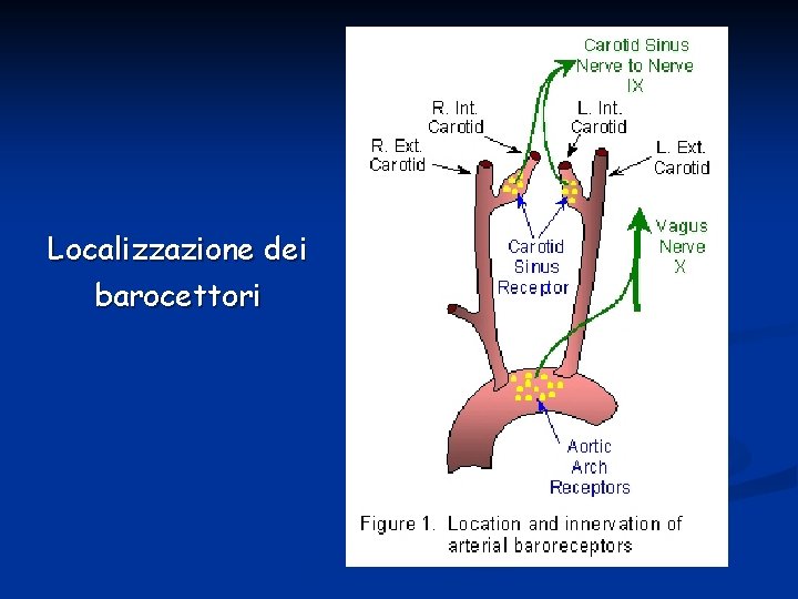 Localizzazione dei barocettori 