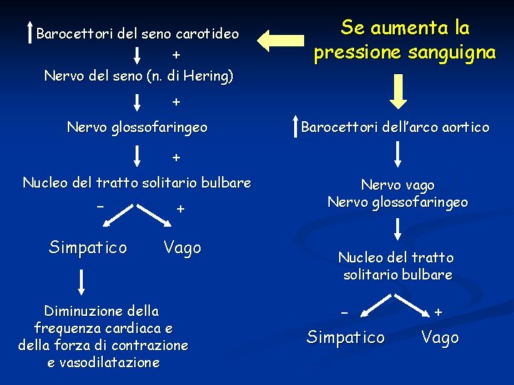 Barocettori del seno carotideo + Nervo del seno (n. di Hering) Se aumenta la