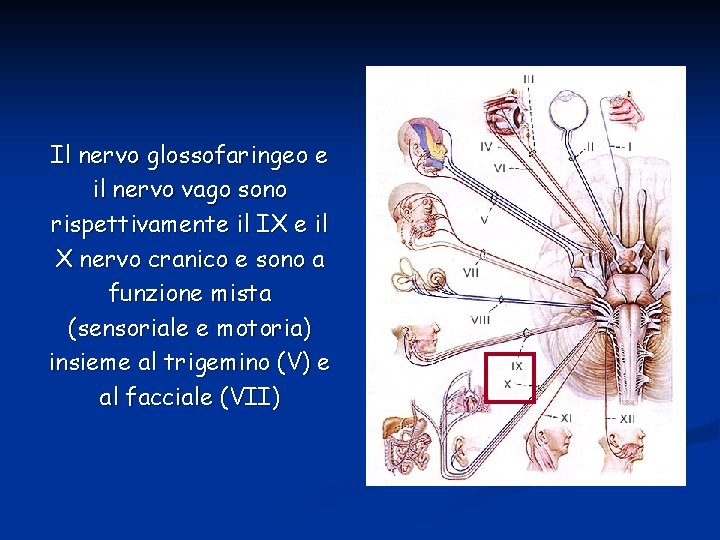 Il nervo glossofaringeo e il nervo vago sono rispettivamente il IX e il X