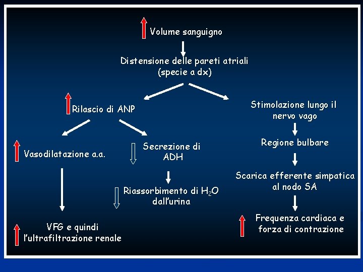 Volume sanguigno Distensione delle pareti atriali (specie a dx) Stimolazione lungo il nervo vago