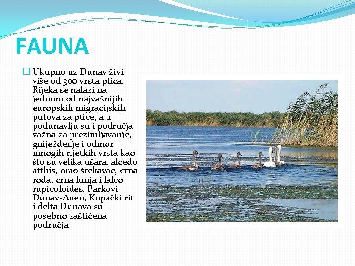 FAUNA � Ukupno uz Dunav živi više od 300 vrsta ptica. Rijeka se nalazi FAUNA � Ukupno uz Dunav živi više od 300 vrsta ptica. Rijeka se nalazi