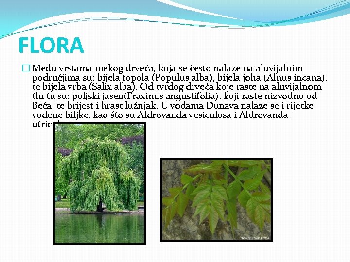 FLORA � Među vrstama mekog drveća, koja se često nalaze na aluvijalnim područjima su: FLORA � Među vrstama mekog drveća, koja se često nalaze na aluvijalnim područjima su:
