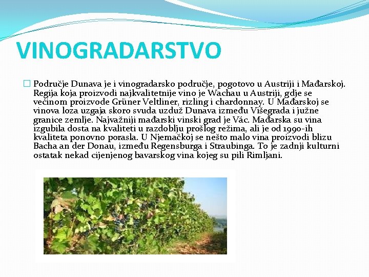 VINOGRADARSTVO � Područje Dunava je i vinogradarsko područje, pogotovo u Austriji i Mađarskoj. Regija VINOGRADARSTVO � Područje Dunava je i vinogradarsko područje, pogotovo u Austriji i Mađarskoj. Regija