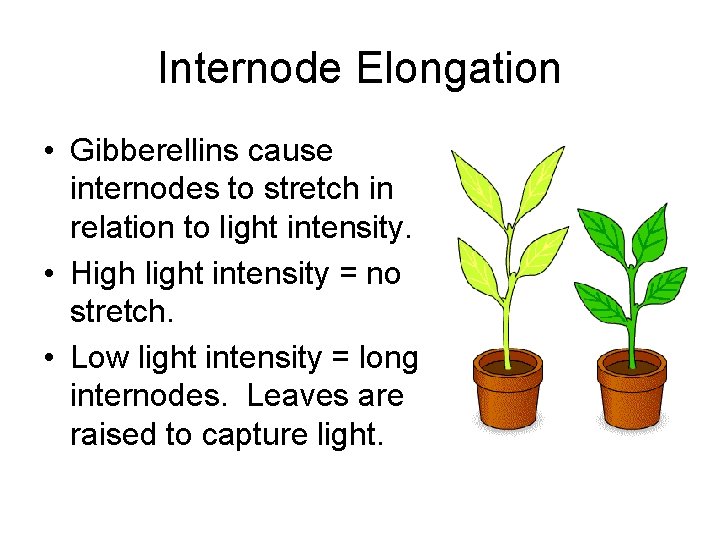 Internode Elongation • Gibberellins cause internodes to stretch in relation to light intensity. •