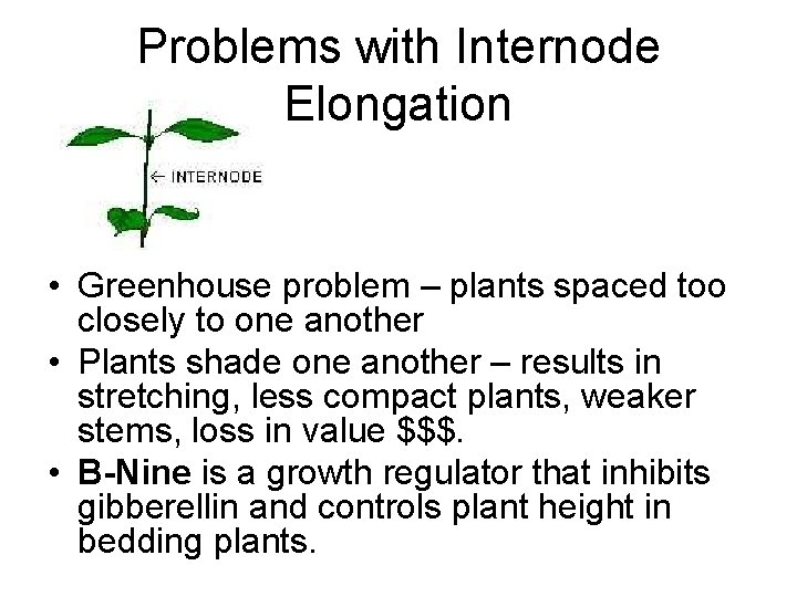 Problems with Internode Elongation • Greenhouse problem – plants spaced too closely to one