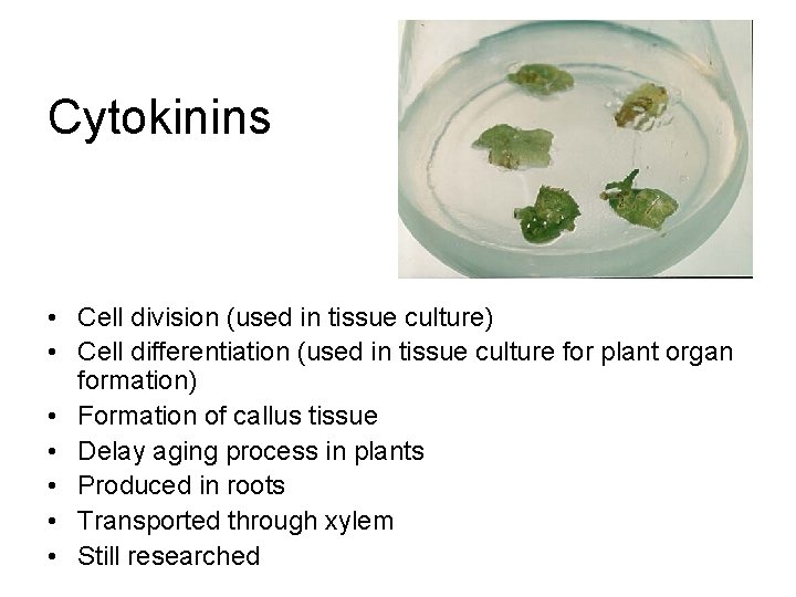 Cytokinins • Cell division (used in tissue culture) • Cell differentiation (used in tissue