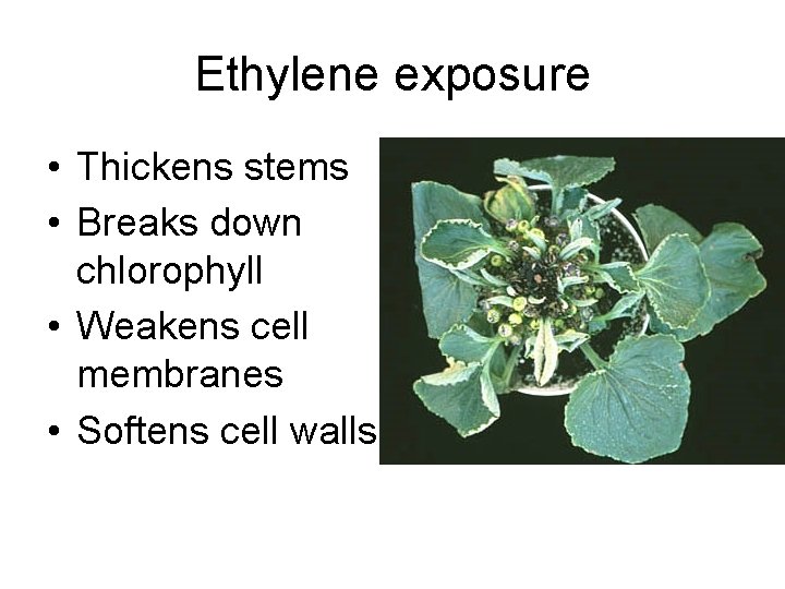 Ethylene exposure • Thickens stems • Breaks down chlorophyll • Weakens cell membranes •