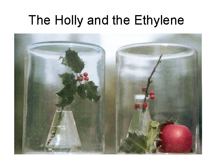 The Holly and the Ethylene 