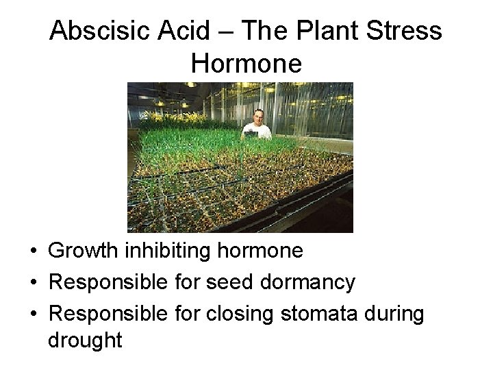 Abscisic Acid – The Plant Stress Hormone • Growth inhibiting hormone • Responsible for