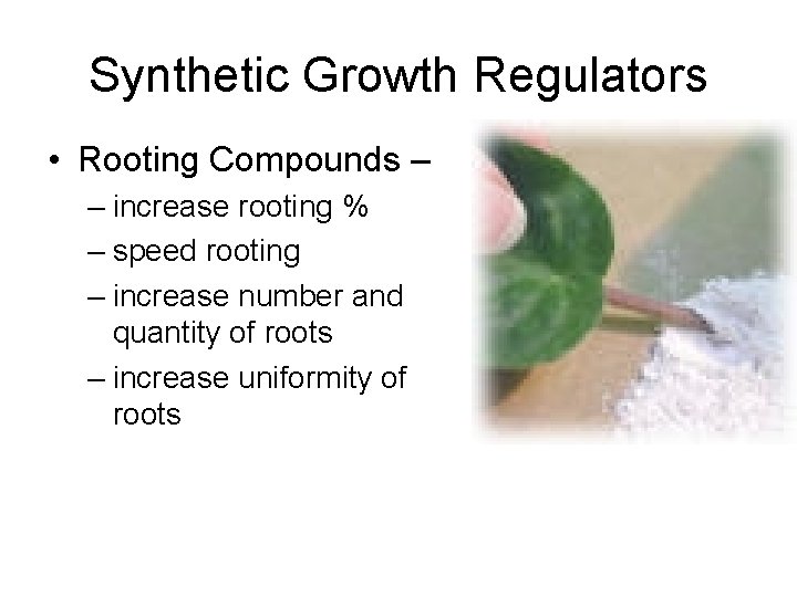 Synthetic Growth Regulators • Rooting Compounds – – increase rooting % – speed rooting
