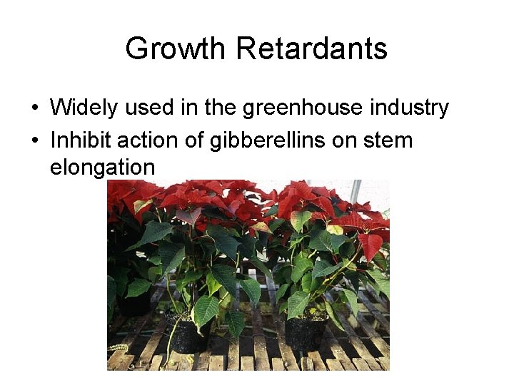 Growth Retardants • Widely used in the greenhouse industry • Inhibit action of gibberellins