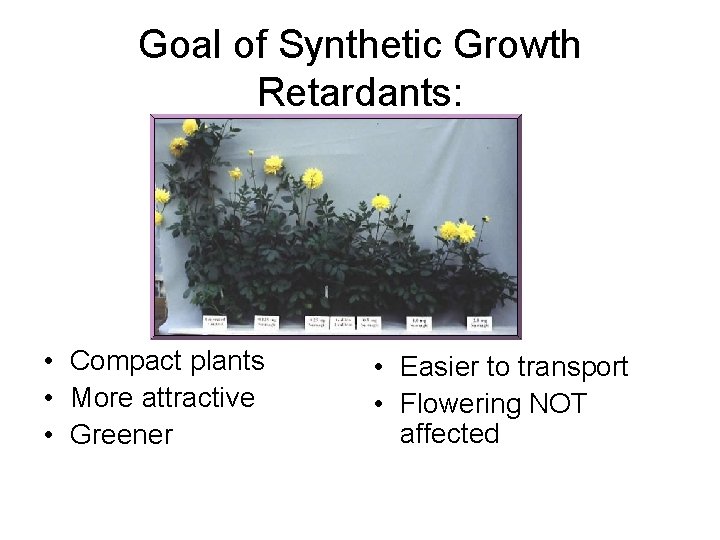 Goal of Synthetic Growth Retardants: • Compact plants • More attractive • Greener •