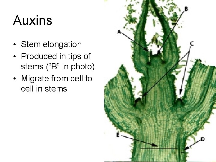 Auxins • Stem elongation • Produced in tips of stems (“B” in photo) •