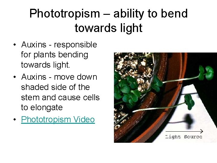 Phototropism – ability to bend towards light • Auxins - responsible for plants bending