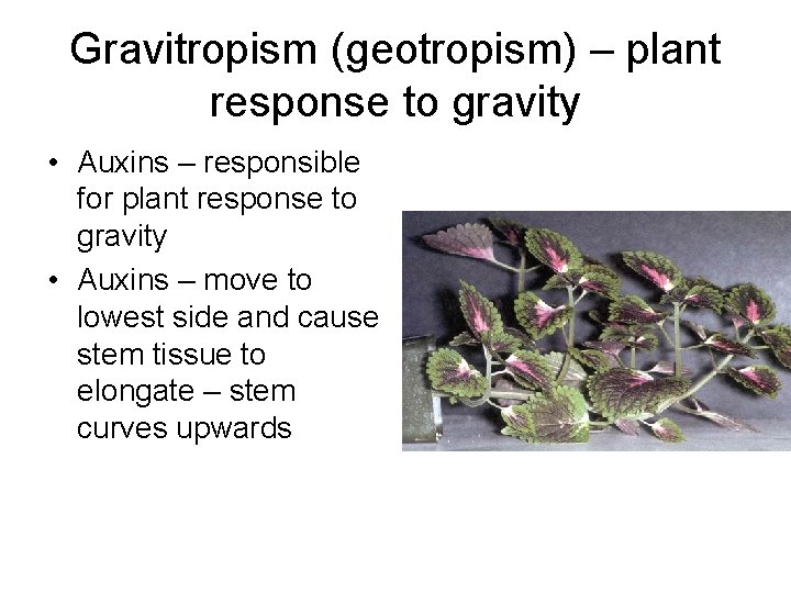 Gravitropism (geotropism) – plant response to gravity • Auxins – responsible for plant response