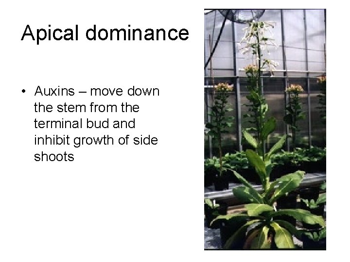 Apical dominance • Auxins – move down the stem from the terminal bud and