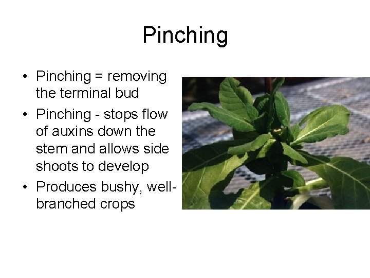 Pinching • Pinching = removing the terminal bud • Pinching - stops flow of