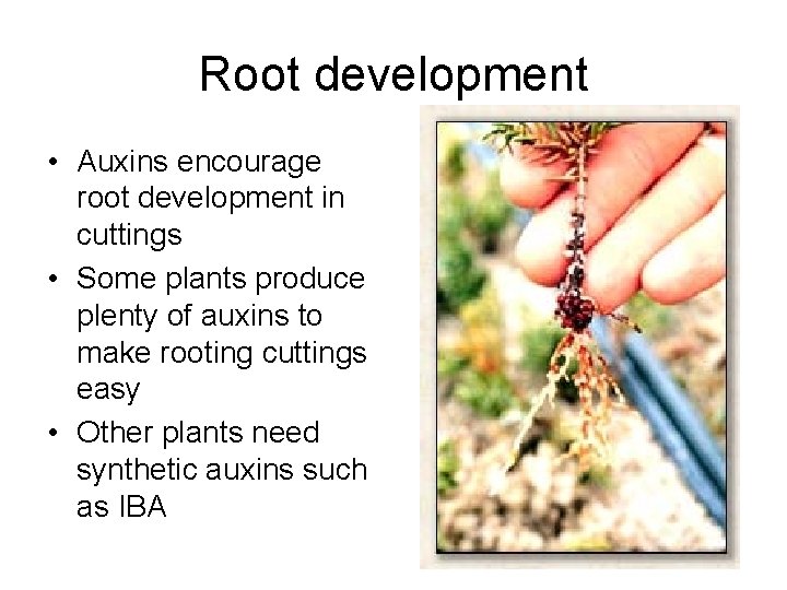Root development • Auxins encourage root development in cuttings • Some plants produce plenty