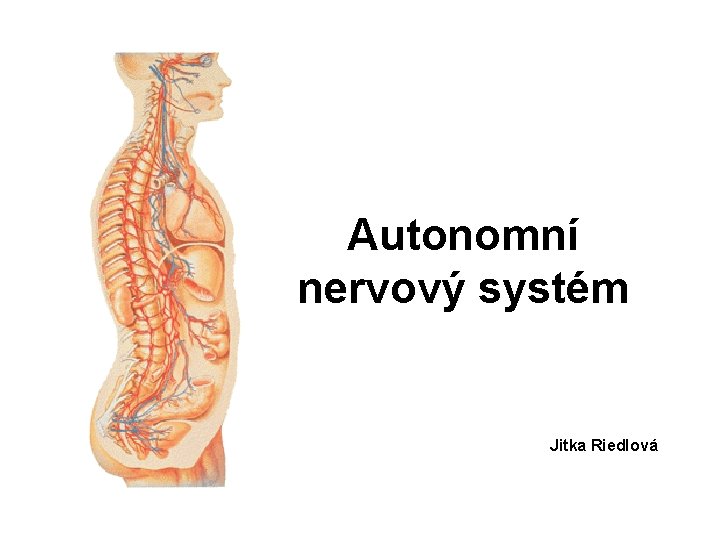 Autonomní nervový systém Jitka Riedlová 