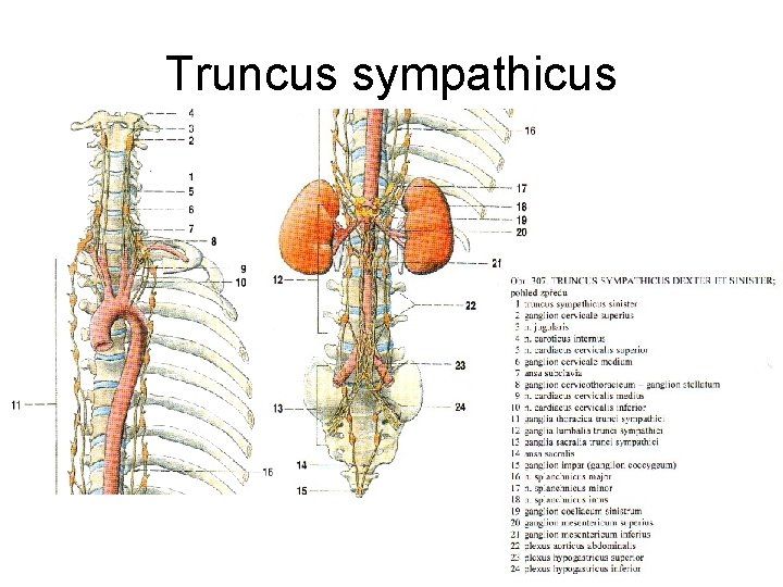 Truncus sympathicus 