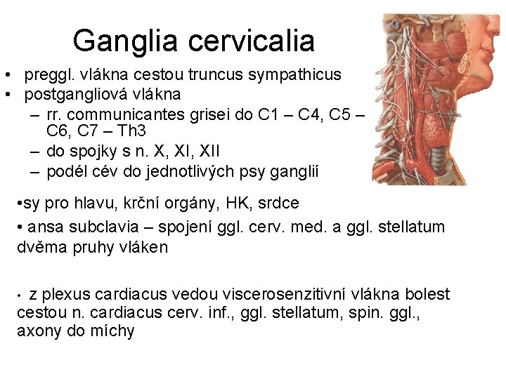 Ganglia cervicalia • preggl. vlákna cestou truncus sympathicus • postgangliová vlákna – rr. communicantes