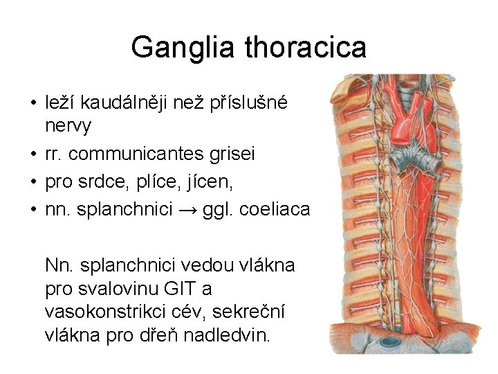 Ganglia thoracica • leží kaudálněji než příslušné nervy • rr. communicantes grisei • pro