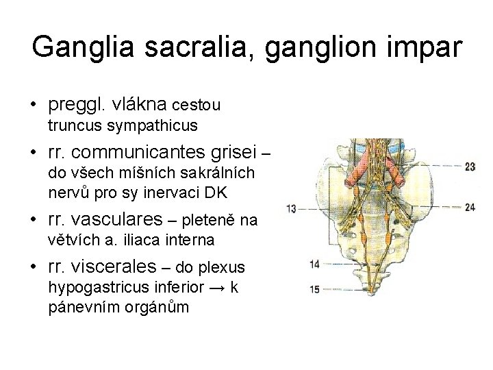 Ganglia sacralia, ganglion impar • preggl. vlákna cestou truncus sympathicus • rr. communicantes grisei