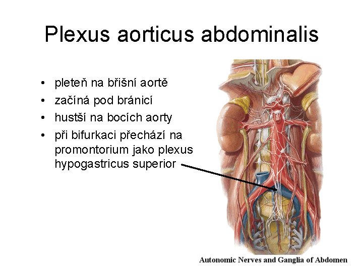 Plexus aorticus abdominalis • • pleteň na břišní aortě začíná pod bránicí hustší na