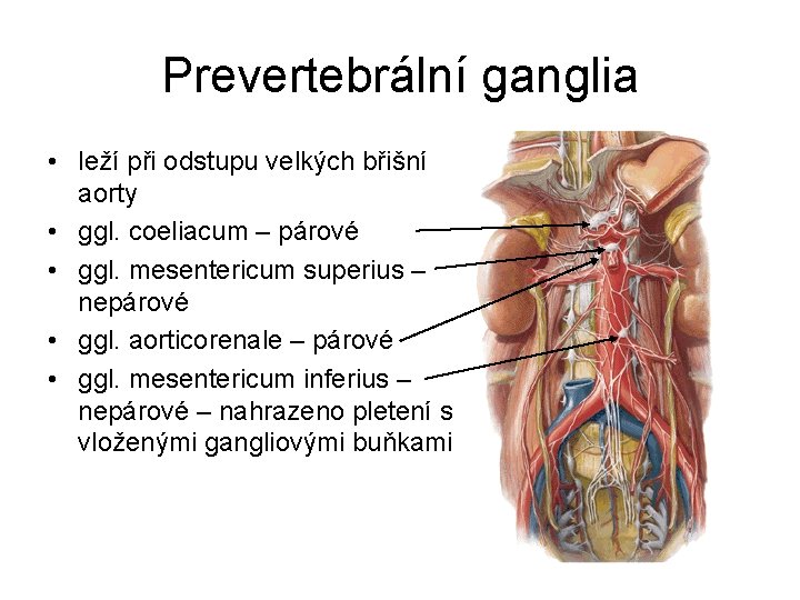 Prevertebrální ganglia • leží při odstupu velkých břišní aorty • ggl. coeliacum – párové