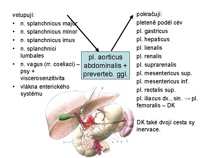 vstupují: • n. splanchnicus major • n. splanchnicus minor • n. splanchnicus imus •