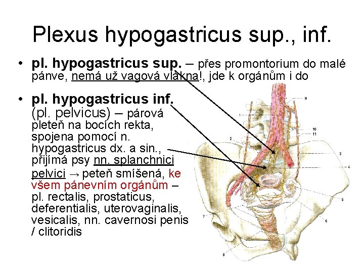 Plexus hypogastricus sup. , inf. • pl. hypogastricus sup. – přes promontorium do malé