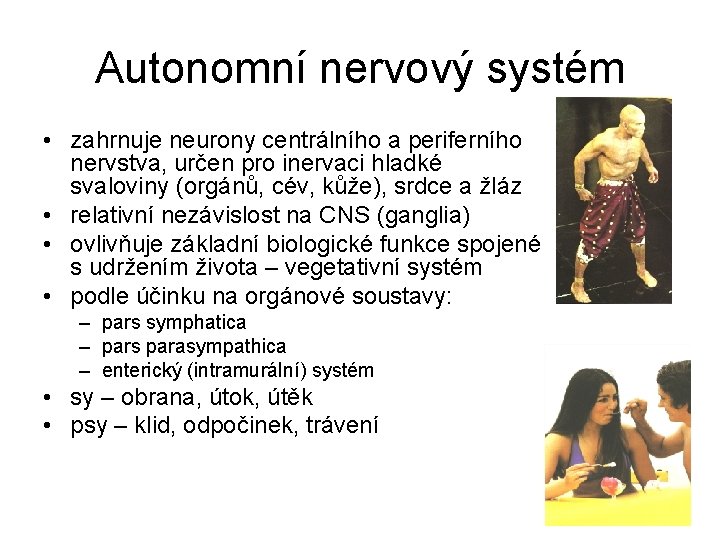 Autonomní nervový systém • zahrnuje neurony centrálního a periferního nervstva, určen pro inervaci hladké