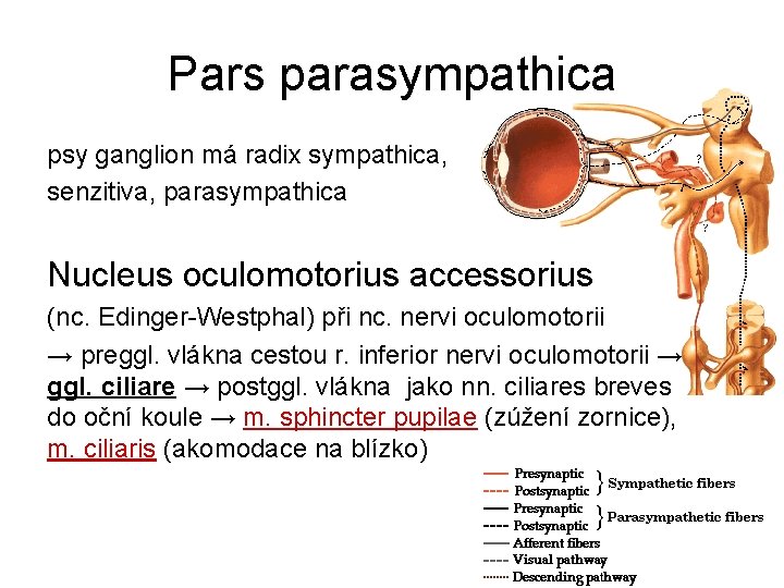 Pars parasympathica psy ganglion má radix sympathica, senzitiva, parasympathica Nucleus oculomotorius accessorius (nc. Edinger-Westphal)