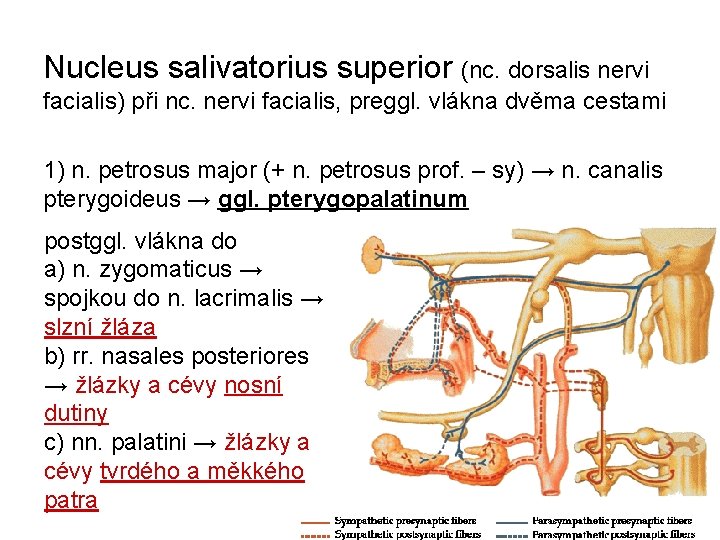 Nucleus salivatorius superior (nc. dorsalis nervi facialis) při nc. nervi facialis, preggl. vlákna dvěma