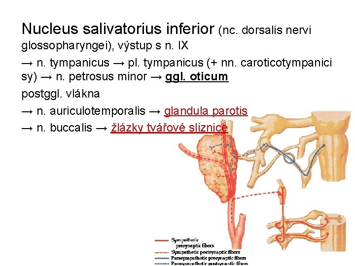 Nucleus salivatorius inferior (nc. dorsalis nervi glossopharyngei), výstup s n. IX → n. tympanicus
