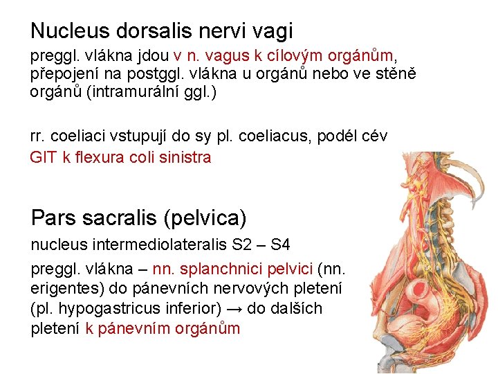Nucleus dorsalis nervi vagi preggl. vlákna jdou v n. vagus k cílovým orgánům, přepojení