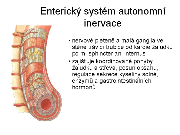 Enterický systém autonomní inervace • nervové pleteně a malá ganglia ve stěně trávicí trubice