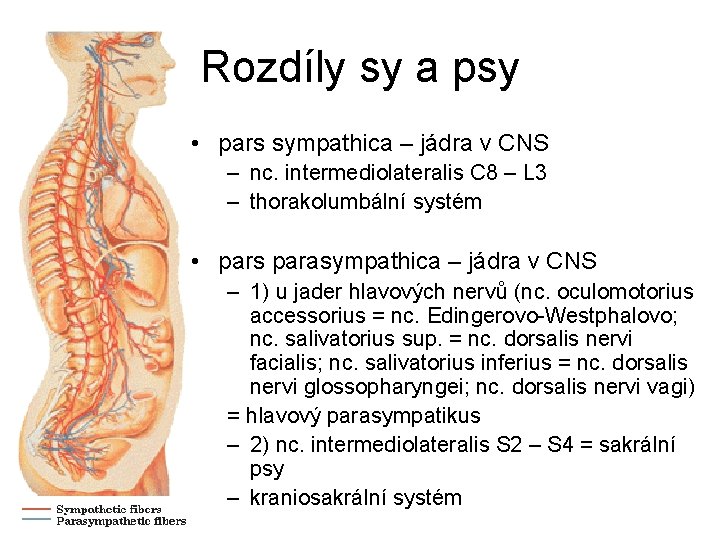 Rozdíly sy a psy • pars sympathica – jádra v CNS – nc. intermediolateralis