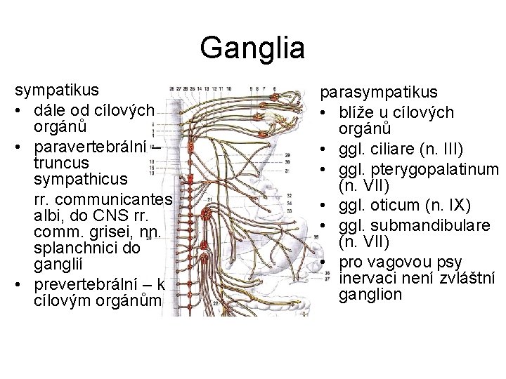 Ganglia sympatikus • dále od cílových orgánů • paravertebrální – truncus sympathicus rr. communicantes