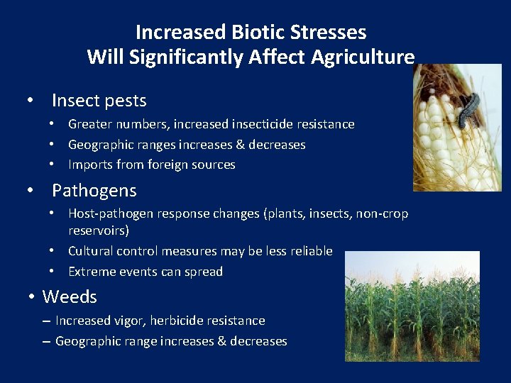 Increased Biotic Stresses Will Significantly Affect Agriculture • Insect pests • Greater numbers, increased