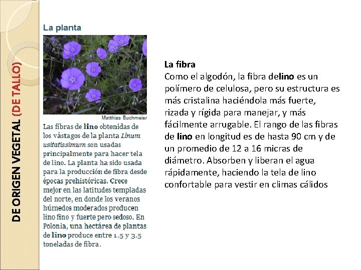 DE ORIGEN VEGETAL (DE TALLO) La fibra Como el algodón, la fibra delino es