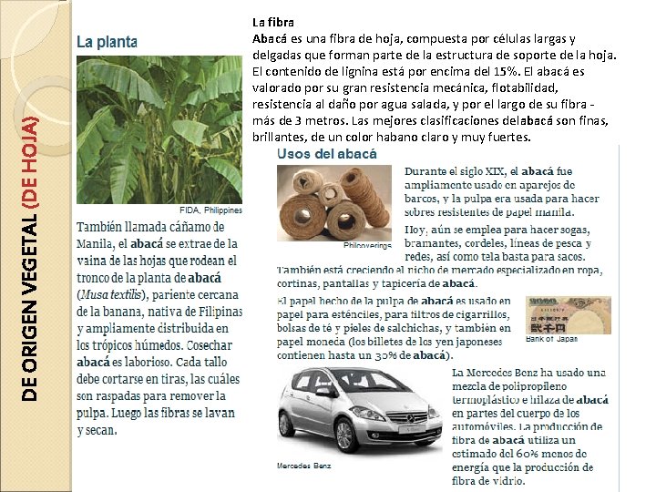 DE ORIGEN VEGETAL (DE HOJA) La fibra Abacá es una fibra de hoja, compuesta
