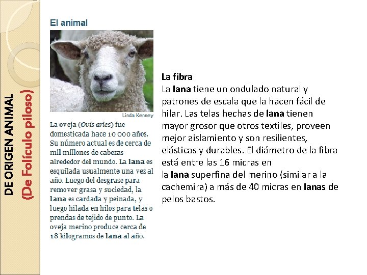 (De Folículo piloso) DE ORIGEN ANIMAL La fibra La lana tiene un ondulado natural