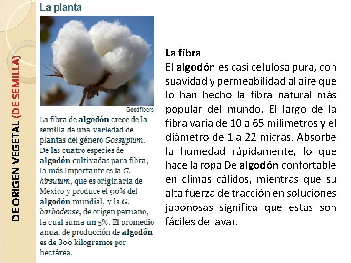 DE ORIGEN VEGETAL (DE SEMILLA) La fibra El algodón es casi celulosa pura, con