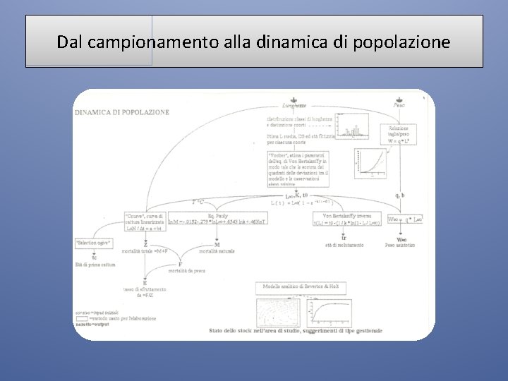 Dal campionamento alla dinamica di popolazione 