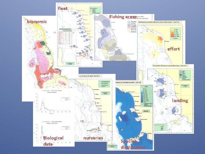 fleet Fishing areas bionomic effort landing Biological data nurseries Species distribution 