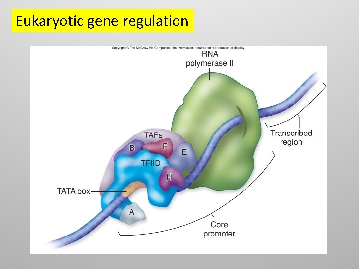 Eukaryotic gene regulation 