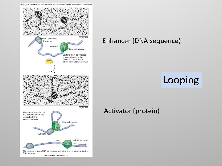 Enhancer (DNA sequence) Looping Activator (protein) 