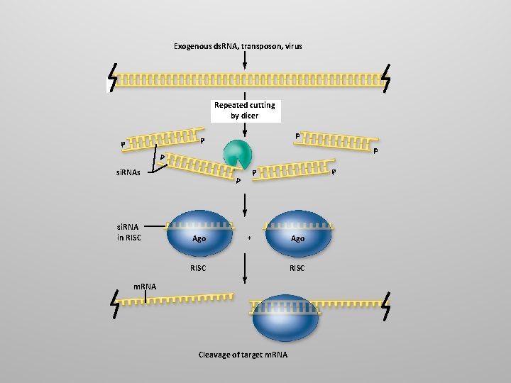 Exogenous ds. RNA, transposon, virus Repeated cutting by dicer P P P si. RNAs